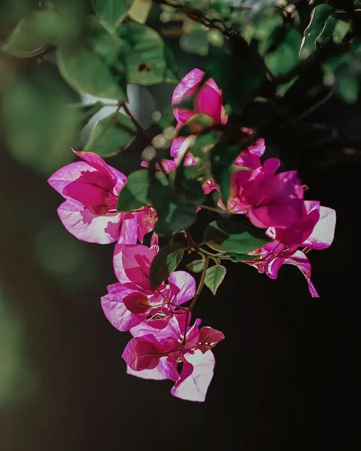 Pink bougainvillea flowers in soft sunlight