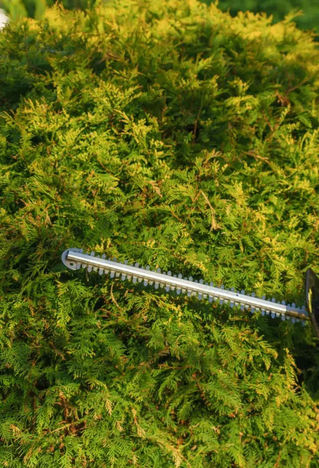 Rounded green hedge being shaped with a hedge trimmer