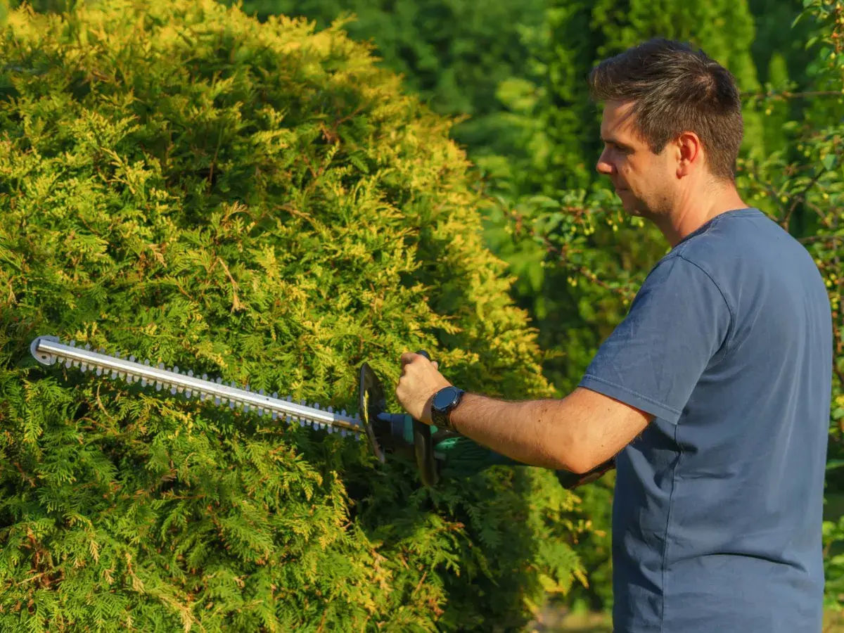 Landscaper shaping a rounded hedge with an electric trimmer